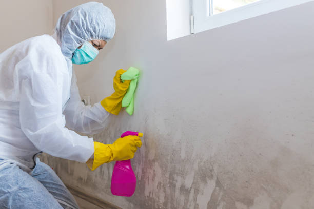 Best Mold Odor Removal Services in Lemon Hill, CA